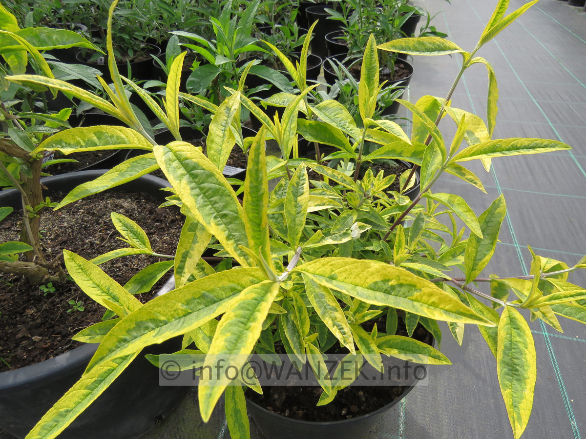 Buddleja Hybride Santana - Blattwerk.JPG